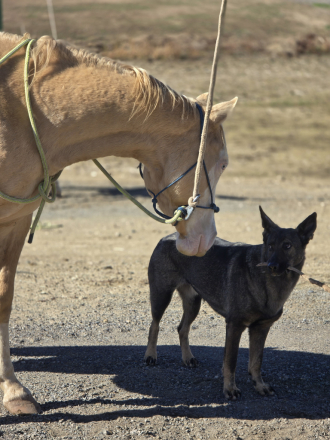 HorseID: 2306543 NP HOTTEST MACH MAN - PhotoID: 1090260