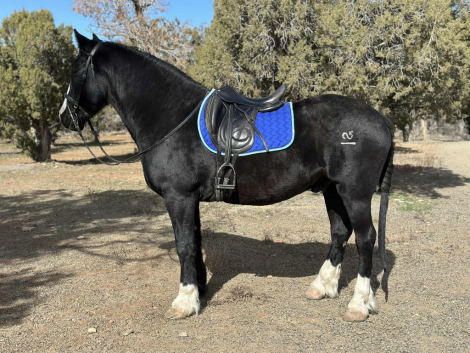 HorseID: 2306546 Black Jax - PhotoID: 1090265