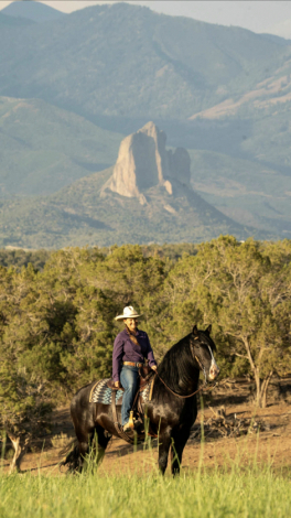 HorseID: 2306546 Black Jax - PhotoID: 1090266