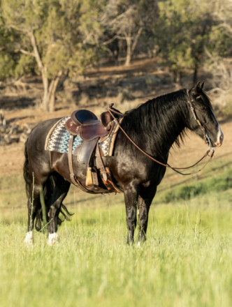 HorseID: 2306546 Black Jax - PhotoID: 1090267