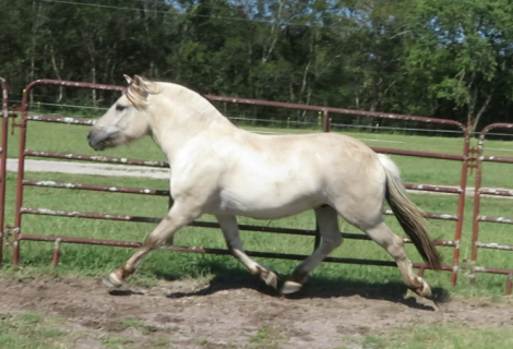 HorseID: 2306555 Sunnyside Smedsmo's Vinnie - PhotoID: 1090274