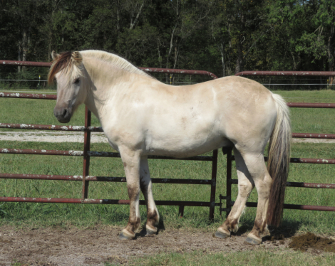 HorseID: 2306555 Sunnyside Smedsmo's Vinnie - PhotoID: 1090275