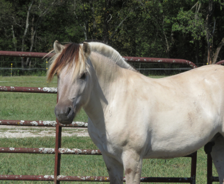 HorseID: 2306555 Sunnyside Smedsmo's Vinnie - PhotoID: 1090276