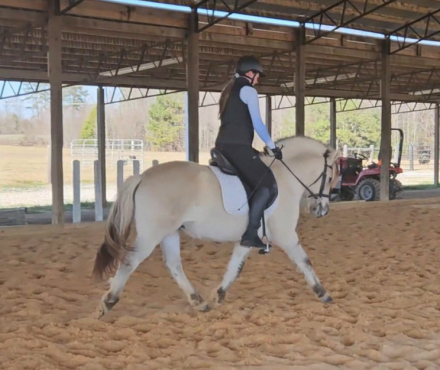 HorseID: 2306555 Sunnyside Smedsmo's Vinnie - PhotoID: 1090277