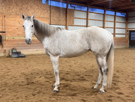 HorseID: 2306557 Brody - PhotoID: 1090278