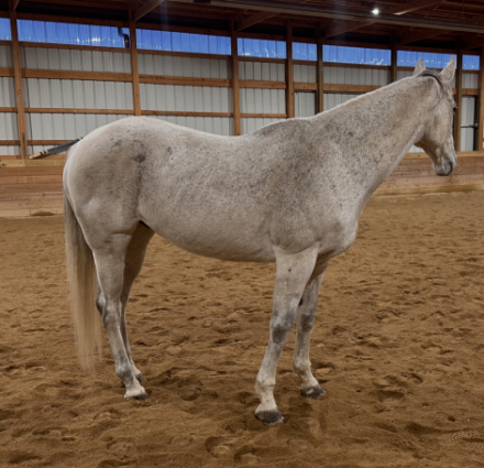 HorseID: 2306557 Brody - PhotoID: 1090279