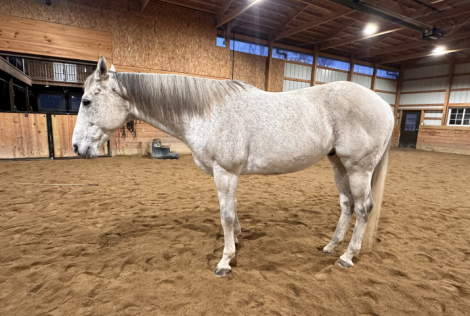 HorseID: 2306557 Brody - PhotoID: 1090280