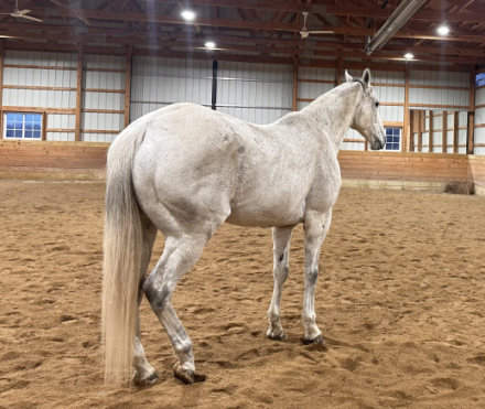 HorseID: 2306557 Brody - PhotoID: 1090281