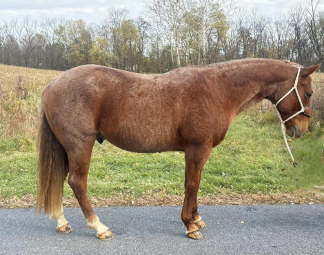 HorseID: 2306559 Rueger - PhotoID: 1090284