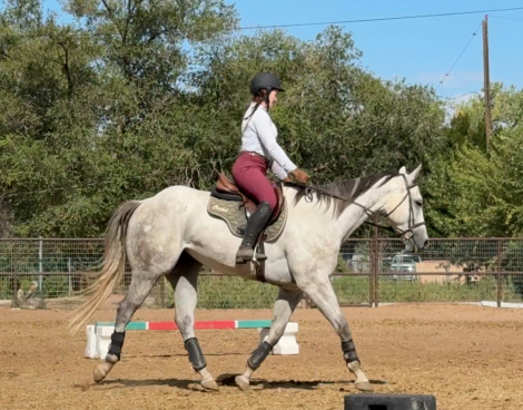 HorseID: 2306560 Rosies Bolt - PhotoID: 1090285