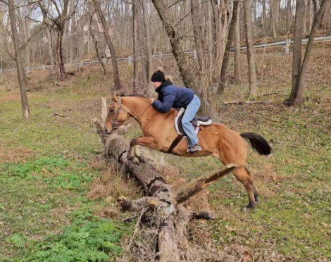 HorseID: 2306561 FIONA - PhotoID: 1090287