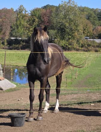 HorseID: 2306562 Whiskey - PhotoID: 1090496