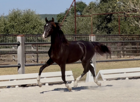 HorseID: 2306563 Umbra - PhotoID: 1090286