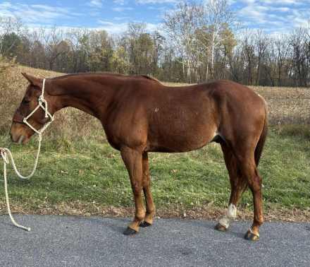 HorseID: 2306565 CASHEW - PhotoID: 1090288