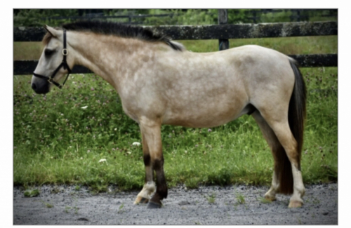 HorseID: 2306566 FRF THE COURAGEOUS - PhotoID: 1090289