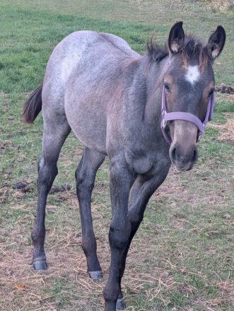 HorseID: 2306567 Steel - PhotoID: 1090293