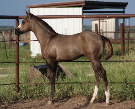 HorseID: 2306569 Shez Mightty Fine - PhotoID: 1090294