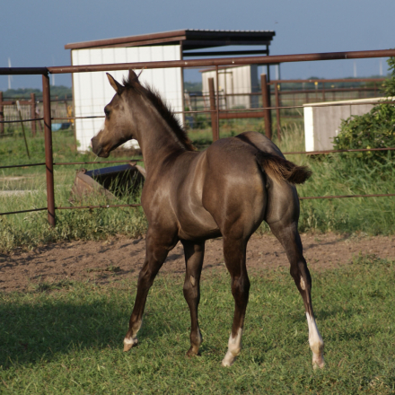 HorseID: 2306569 Shez Mightty Fine - PhotoID: 1090295