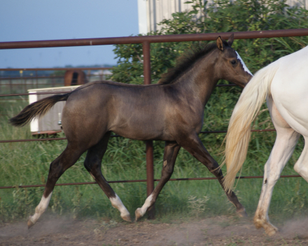 HorseID: 2306569 Shez Mightty Fine - PhotoID: 1090297