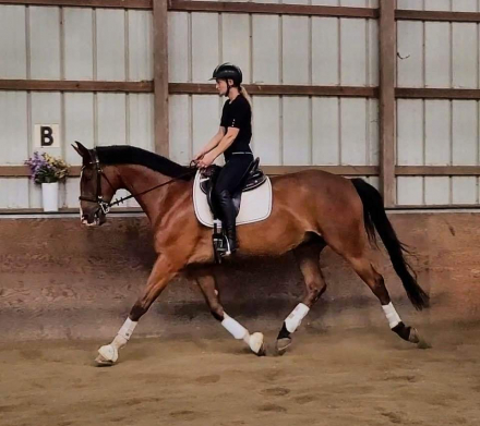 HorseID: 2306571 Herman - PhotoID: 1090379