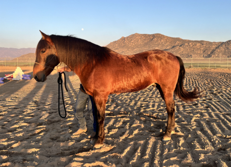 HorseID: 2306573 Adonis - PhotoID: 1090298