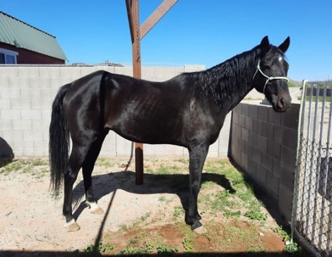 HorseID: 2306575 Maverick - PhotoID: 1090299