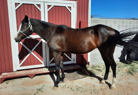 HorseID: 2306576 Bonnie - PhotoID: 1090300