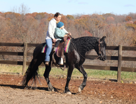 HorseID: 2306578 Midnight Jewels - PhotoID: 1090302