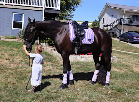 HorseID: 2306578 Midnight Jewels - PhotoID: 1090310