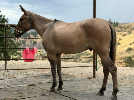 HorseID: 2306579 Wynn Duffy - PhotoID: 1090304