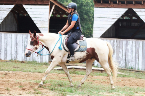 HorseID: 2306581 THUNDERS BURNING STAR - PhotoID: 1090309