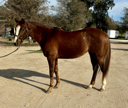 HorseID: 2306584 Nya Dancer - PhotoID: 1090314