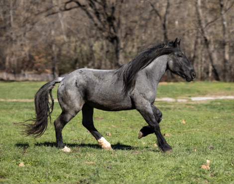 HorseID: 2306585 Goliath - PhotoID: 1090311