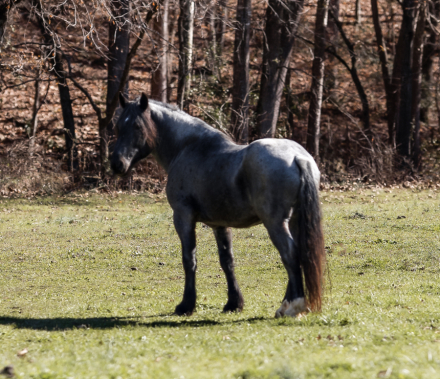 HorseID: 2306585 Goliath - PhotoID: 1090312