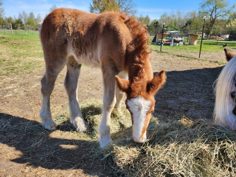 HorseID: 2306586 JFF Maybe it's Maybelline - PhotoID: 1090315