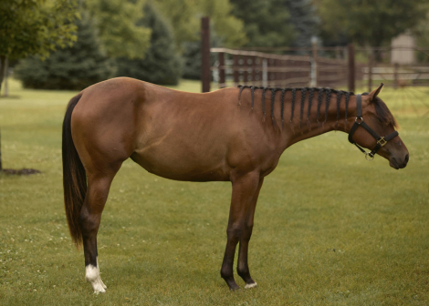 HorseID: 2306589 No Doubt Im Dressed - PhotoID: 1090317