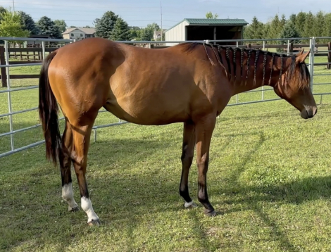 HorseID: 2306589 No Doubt Im Dressed - PhotoID: 1090319