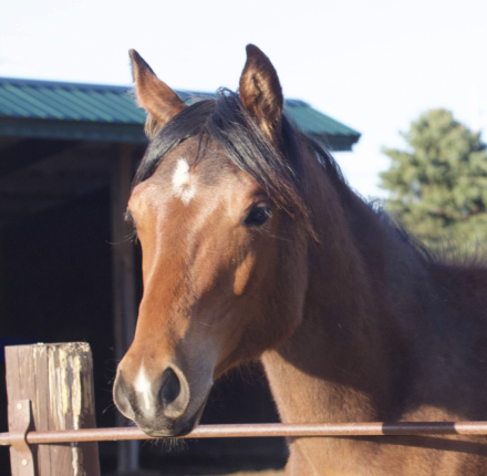 HorseID: 2306589 No Doubt Im Dressed - PhotoID: 1090320