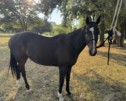 HorseID: 2306592 El Rushbo - PhotoID: 1090325