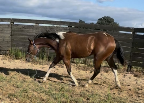 HorseID: 2306594 Pocos Special Firefly - PhotoID: 1090377