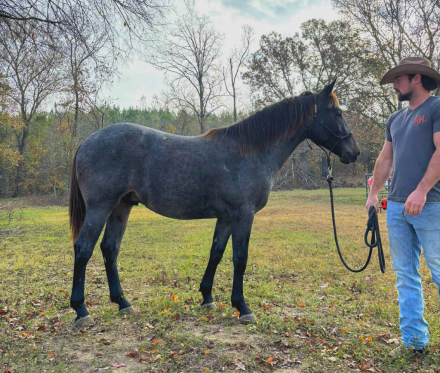 HorseID: 2306596 Diamonds Blue Zeus - PhotoID: 1090327