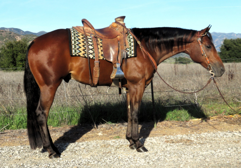 HorseID: 2306602 BORN TO BE A LEGACY - PhotoID: 1090359