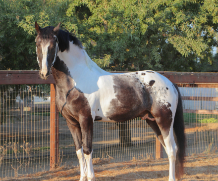 HorseID: 2306604 Malcom Owen Maguire RR - PhotoID: 1090329