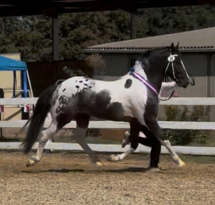 HorseID: 2306604 Malcom Owen Maguire RR - PhotoID: 1090330