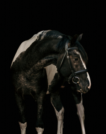 HorseID: 2306604 Malcom Owen Maguire RR - PhotoID: 1090331