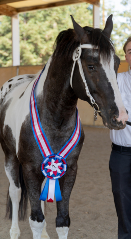 HorseID: 2306604 Malcom Owen Maguire RR - PhotoID: 1090332