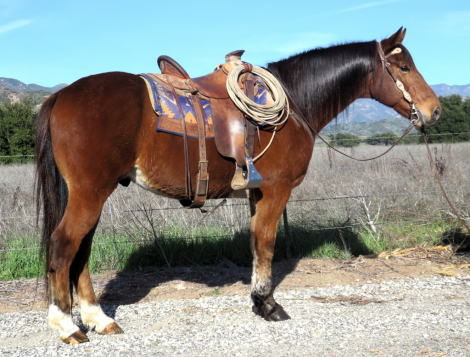 HorseID: 2306605 STANLEY - PhotoID: 1090360