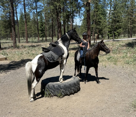 HorseID: 2306610 Ranger - PhotoID: 1090343