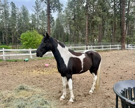 HorseID: 2306610 Ranger - PhotoID: 1090344