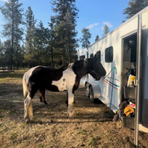 HorseID: 2306610 Ranger - PhotoID: 1090345